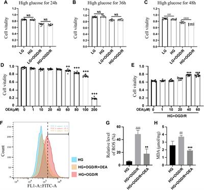 OEA alleviates apoptosis in diabetic rats with myocardial ischemia/reperfusion injury by regulating the PI3K/Akt signaling pathway through activation of TRPV1